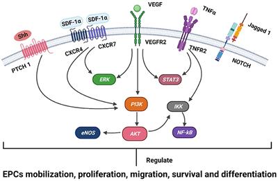 Regulation of Endothelial Progenitor Cell Functions in Ischemic Heart Disease: New Therapeutic Targets for Cardiac Remodeling and Repair